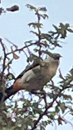 White-headed Buffalo-Weaver