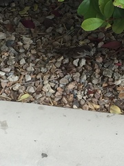 Passer domesticus