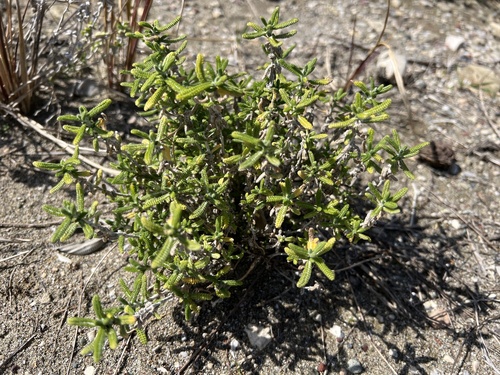 Chamomile-leaved Lavender-cotton (Achillea cretica)