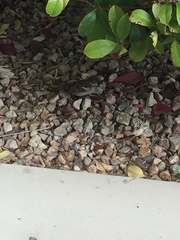 Passer domesticus