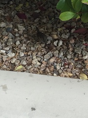 Passer domesticus