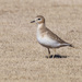Mountain Plover - Photo (c) Greg Lasley, some rights reserved (CC BY-NC), uploaded by Greg Lasley