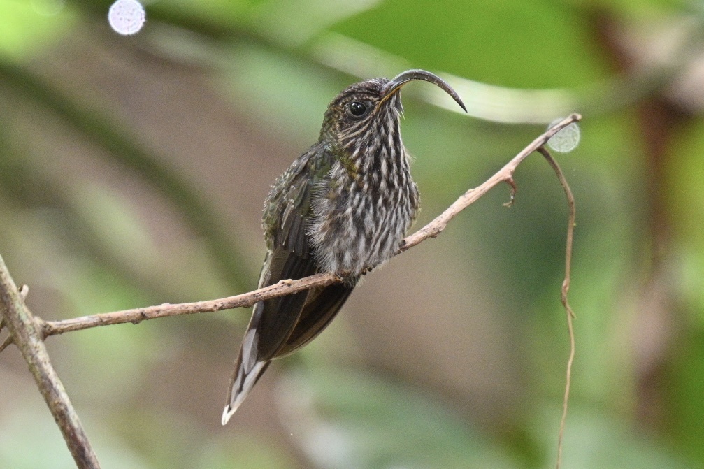 White-tipped Sicklebill (Eutoxeres aquila), photo 4