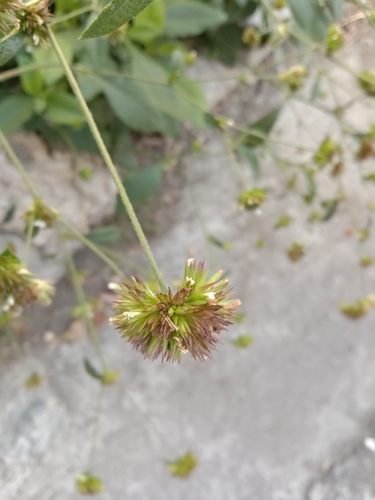 Elephantopus mollis iNat (1)