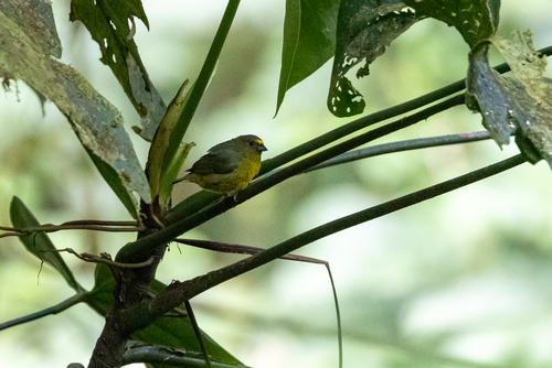 Bronze-green Euphonia (Euphonia mesochrysa), photo 7