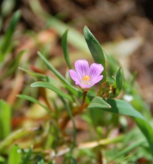 Calandrinia breweri