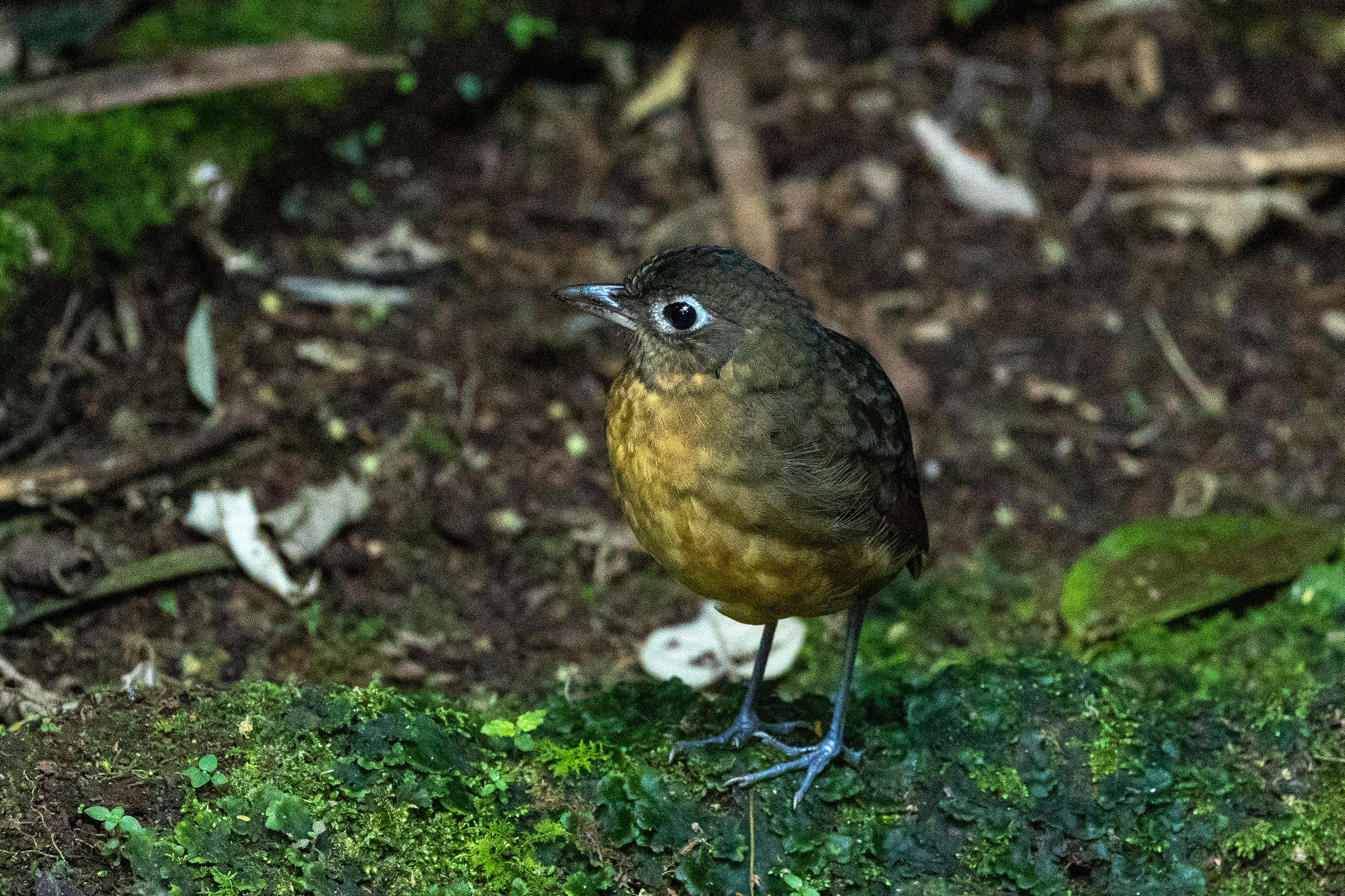 Plain-backed Antpitta (Grallaria haplonota), photo 7