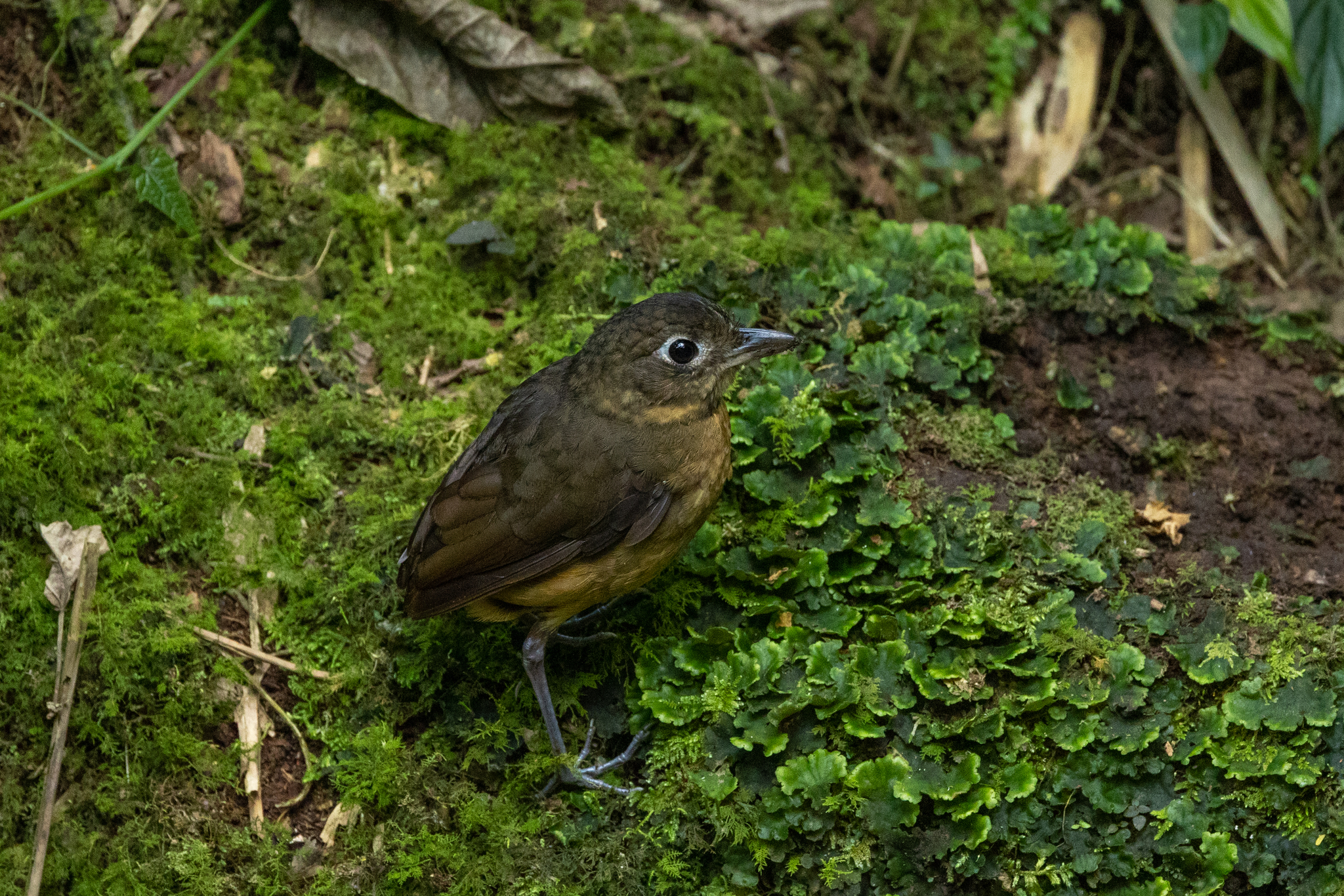 Plain-backed Antpitta (Grallaria haplonota), photo 8
