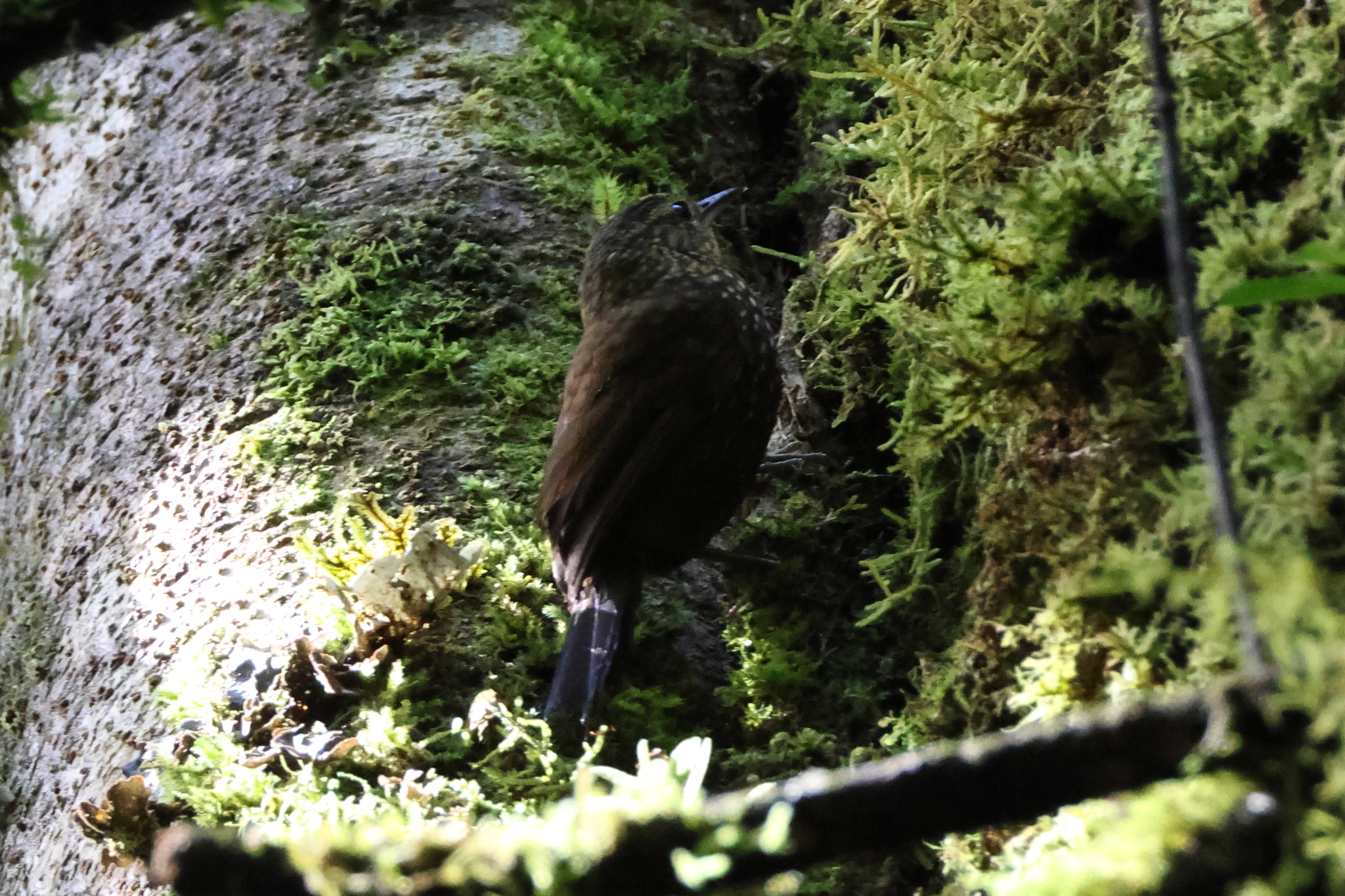 Spotted Barbtail (Premnoplex brunnescens), photo 5