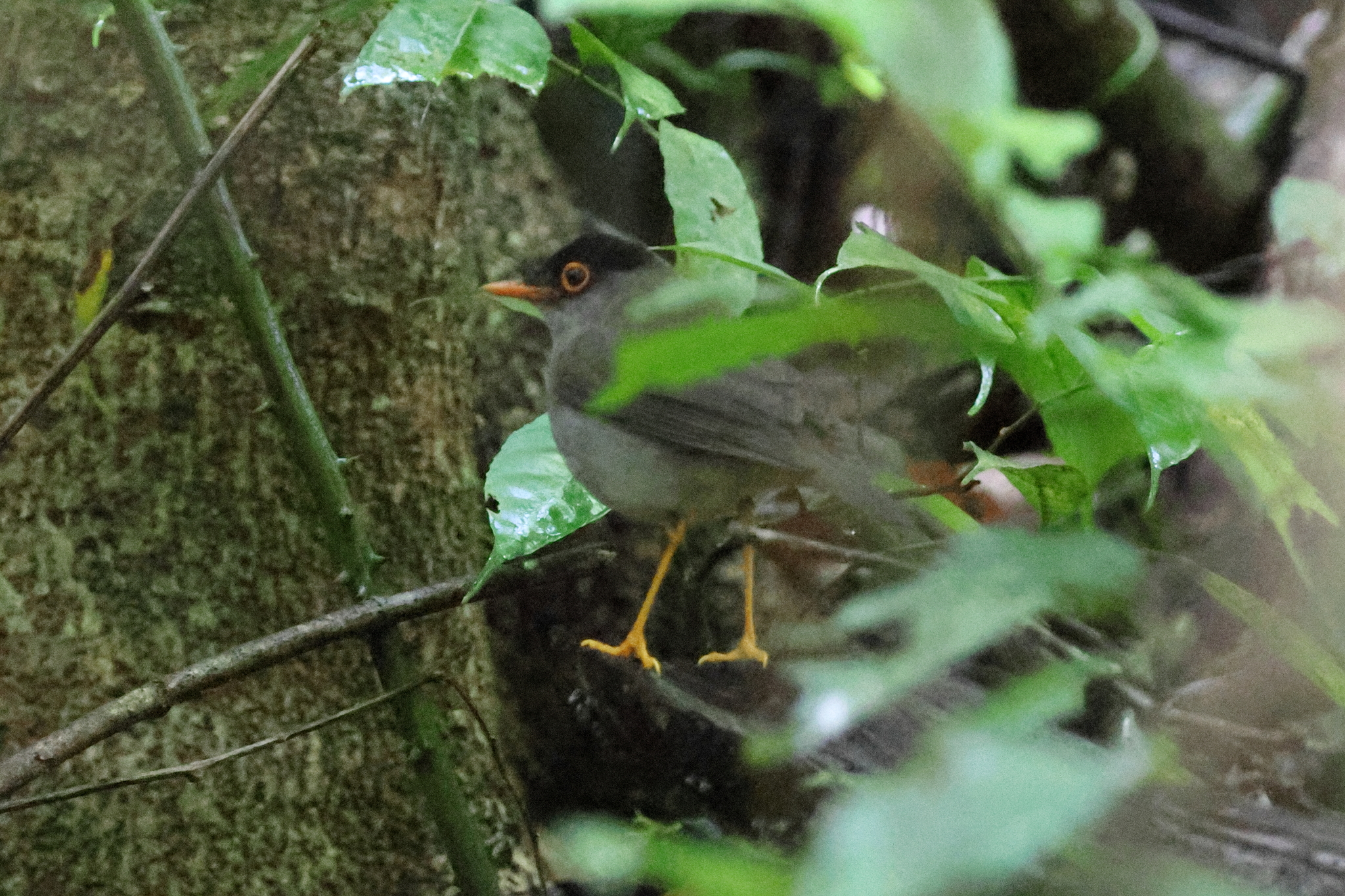 Black-headed Nightingale-Thrush (Catharus mexicanus), photo 1