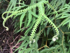 Sticherus flagellaris