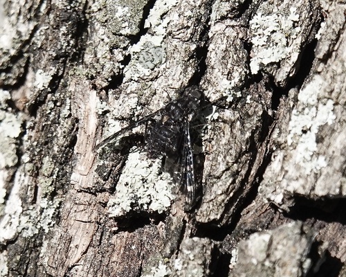 Unknown species found near San Patricio County, TX, USA