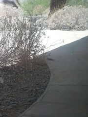 Ammospermophilus leucurus leucurus