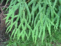 Sticherus flagellaris