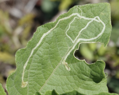 Unknown species found near San Patricio County, TX, USA