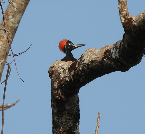 White-bellied Woodpecker (Dryocopus javensis), photo 4
