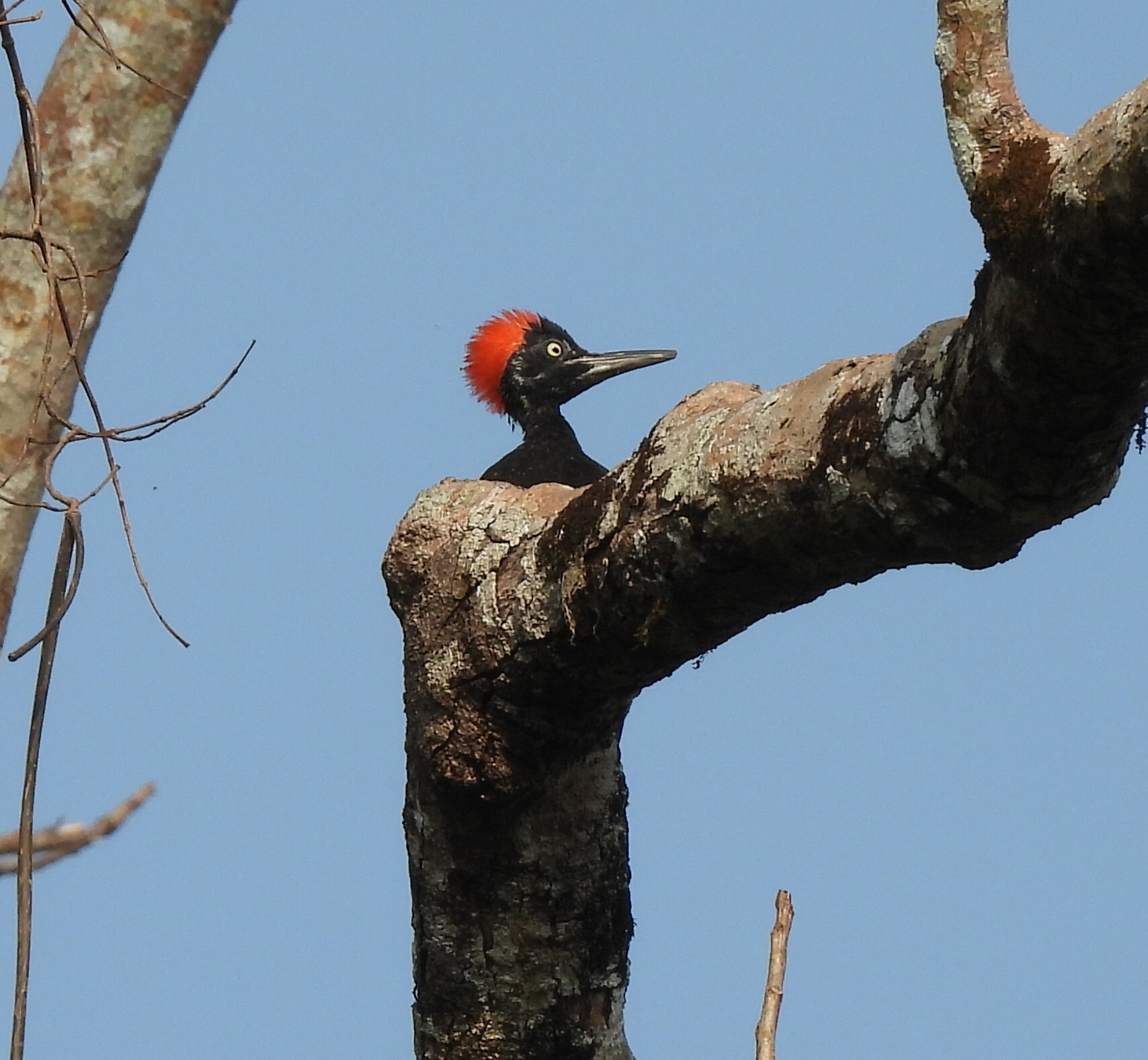 White-bellied Woodpecker (Dryocopus javensis), photo 4