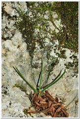 Ornithogalum fimbriatum