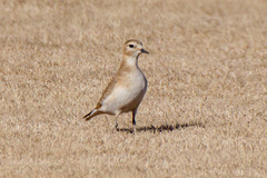 Charadrius montanus