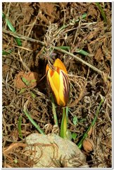 Crocus angustifolius