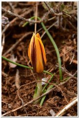 Crocus angustifolius