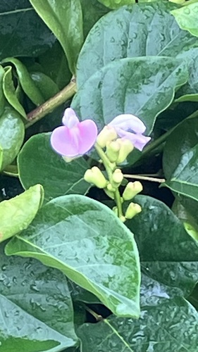 Poisonous Sea Bean (Canavalia cathartica)