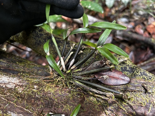 Sicks Scaphyglottis (Scaphyglottis sickii)