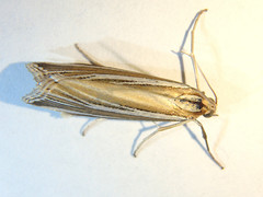Hednota relatalis