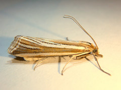 Hednota relatalis