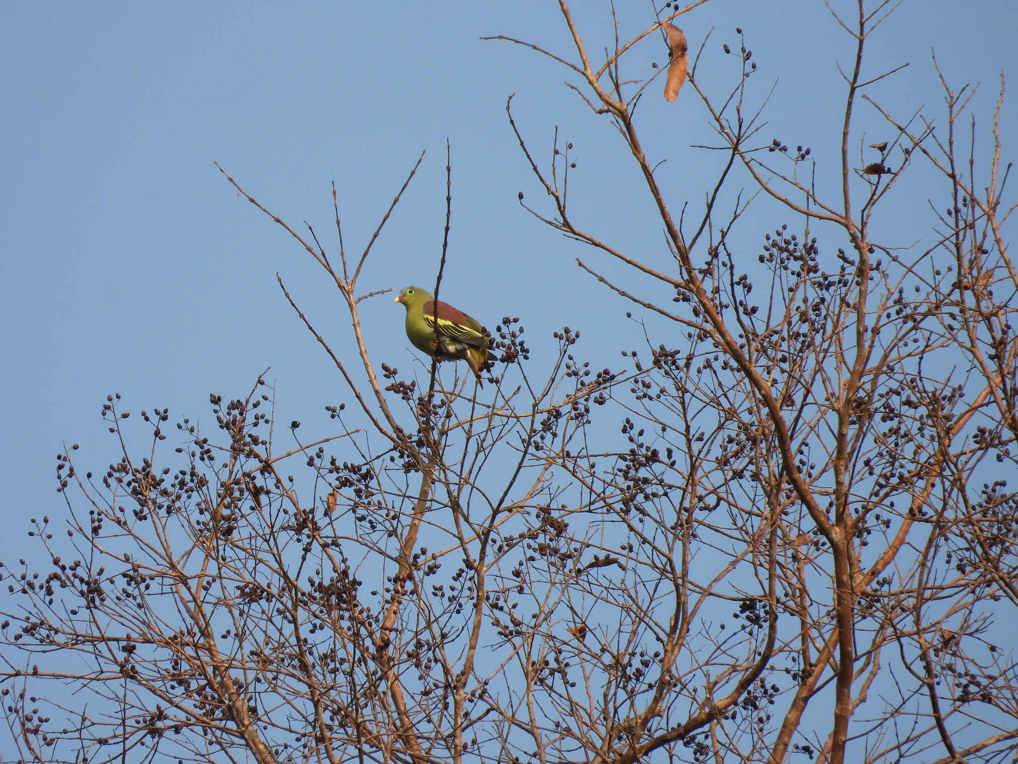 Thick-billed Green Pigeon (Treron curvirostra), photo 5