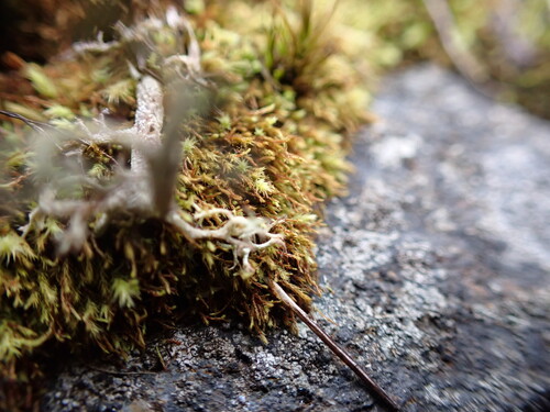 Philonotis capillaris observed 2026-03-12
