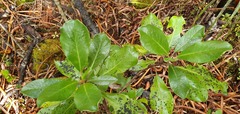 Brachyglottis buchananii