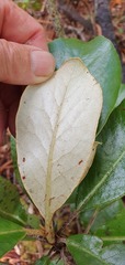 Brachyglottis buchananii