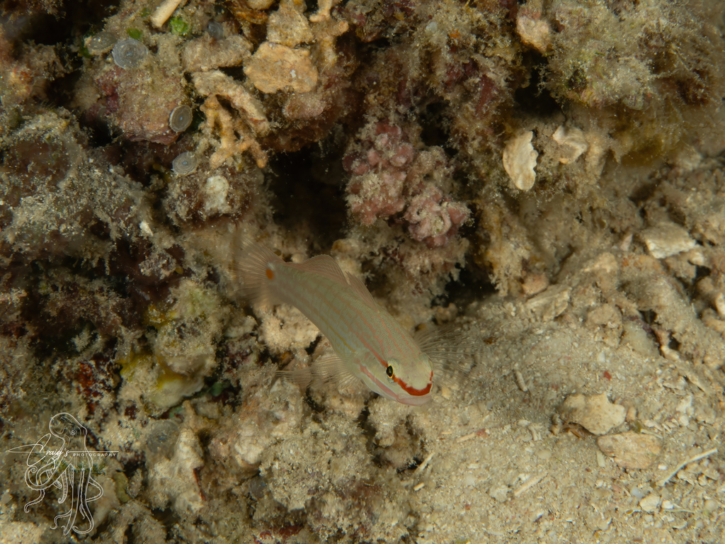 Orange-striped goby (Amblygobius decussatus) — Gobiidae