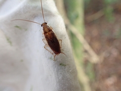 Parellipsidion latipenne