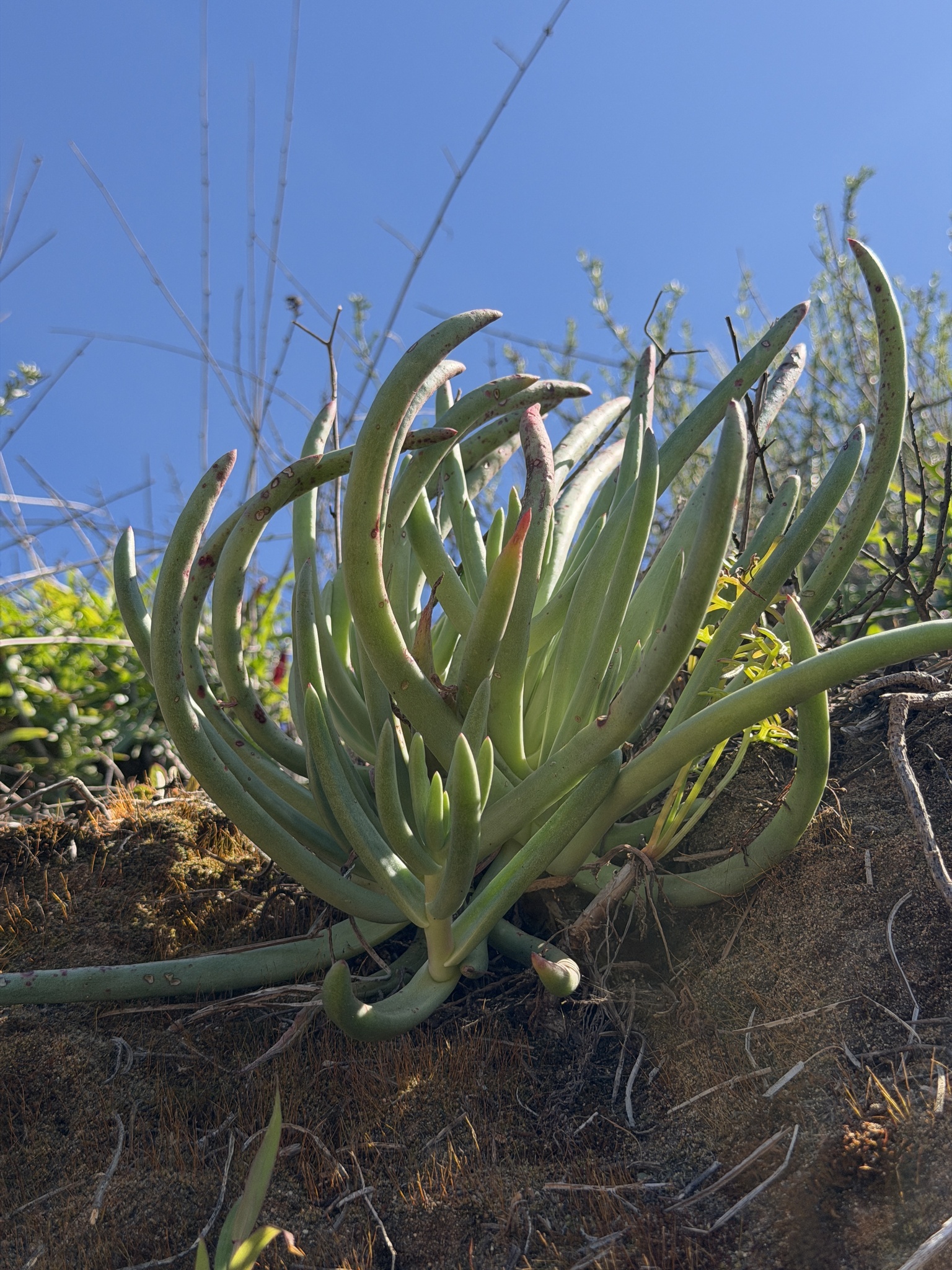 Imagem de Dudleya edulis