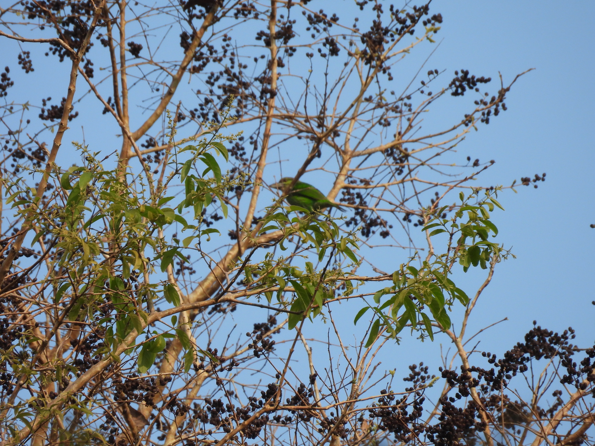 Green-eared Barbet (Psilopogon faiostrictus), photo 9