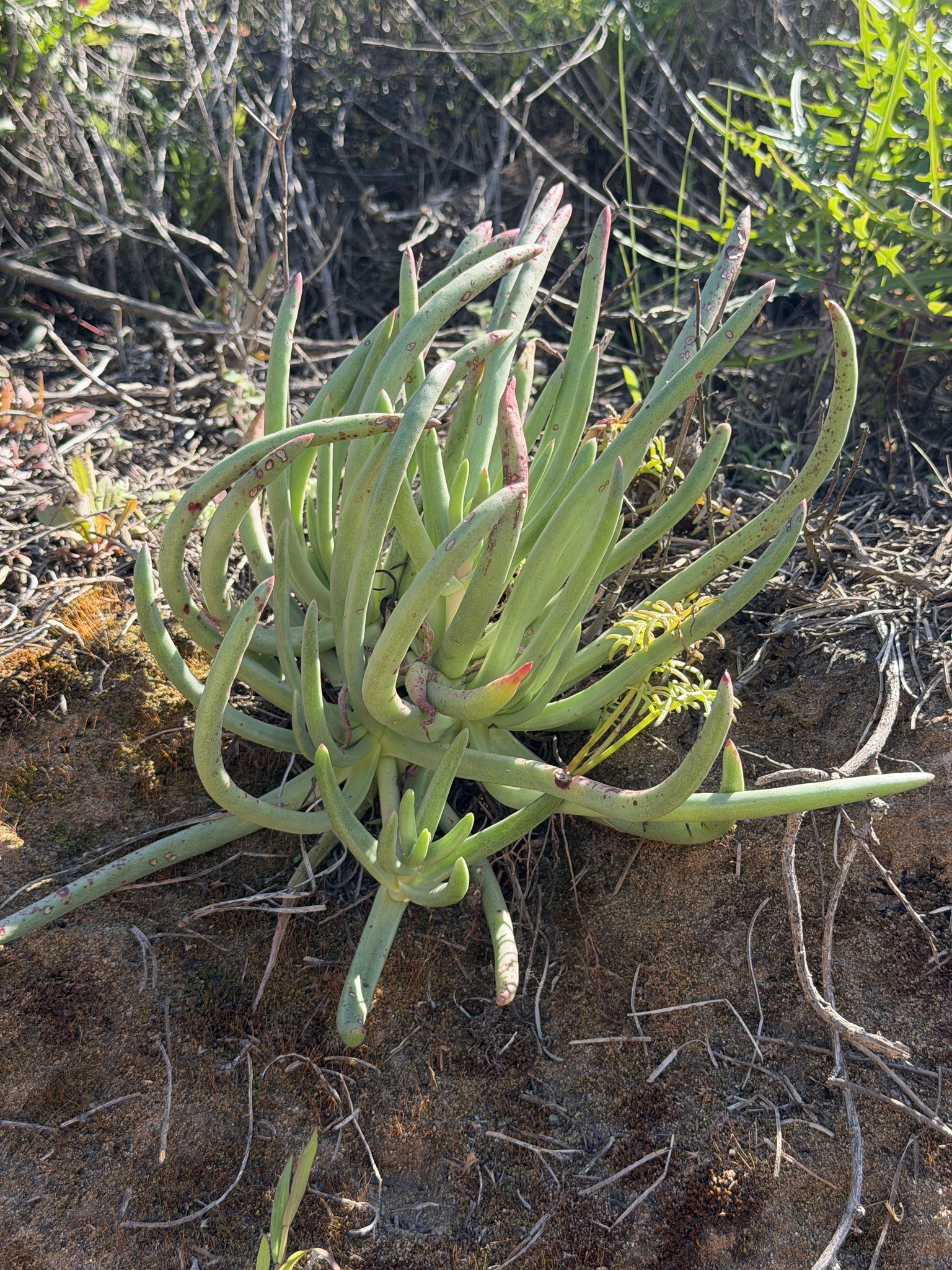 Imagem de Dudleya edulis