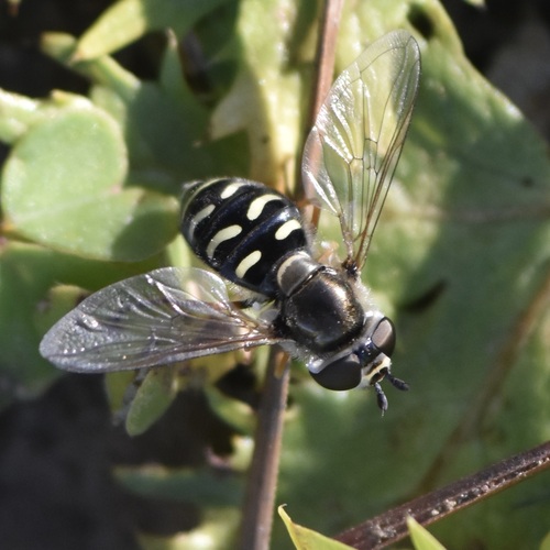 Unknown species found near Uptown Brisbane, Brisbane, CA 94005, USA