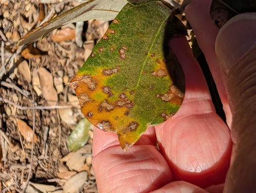 Apiognomonia errabunda, 2026-03-12