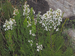Erica pseudocalycina