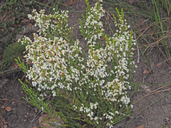 Erica pseudocalycina