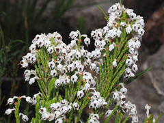 Erica pseudocalycina