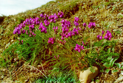 Oxytropis middendorffii