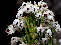 Erica pseudocalycina