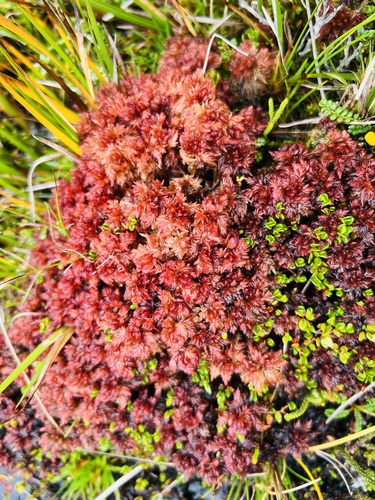 Sphagnum magellanicum observed 2026-03-12