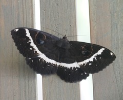 Erebus terminitincta