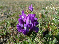 Oxytropis middendorffii