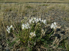 Oxytropis middendorffii