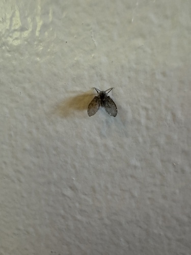 Unknown species found near Malibu Creek State Park, Calabasas, CA, US